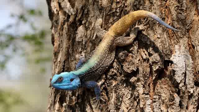 4k Lizard Video Stock Footage: Royalty-Free Video Clips - Storyblocks
