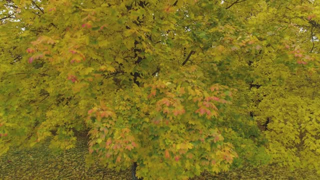 Maple Trees Aerial Stock Footage: Royalty-Free Video Clips - Storyblocks