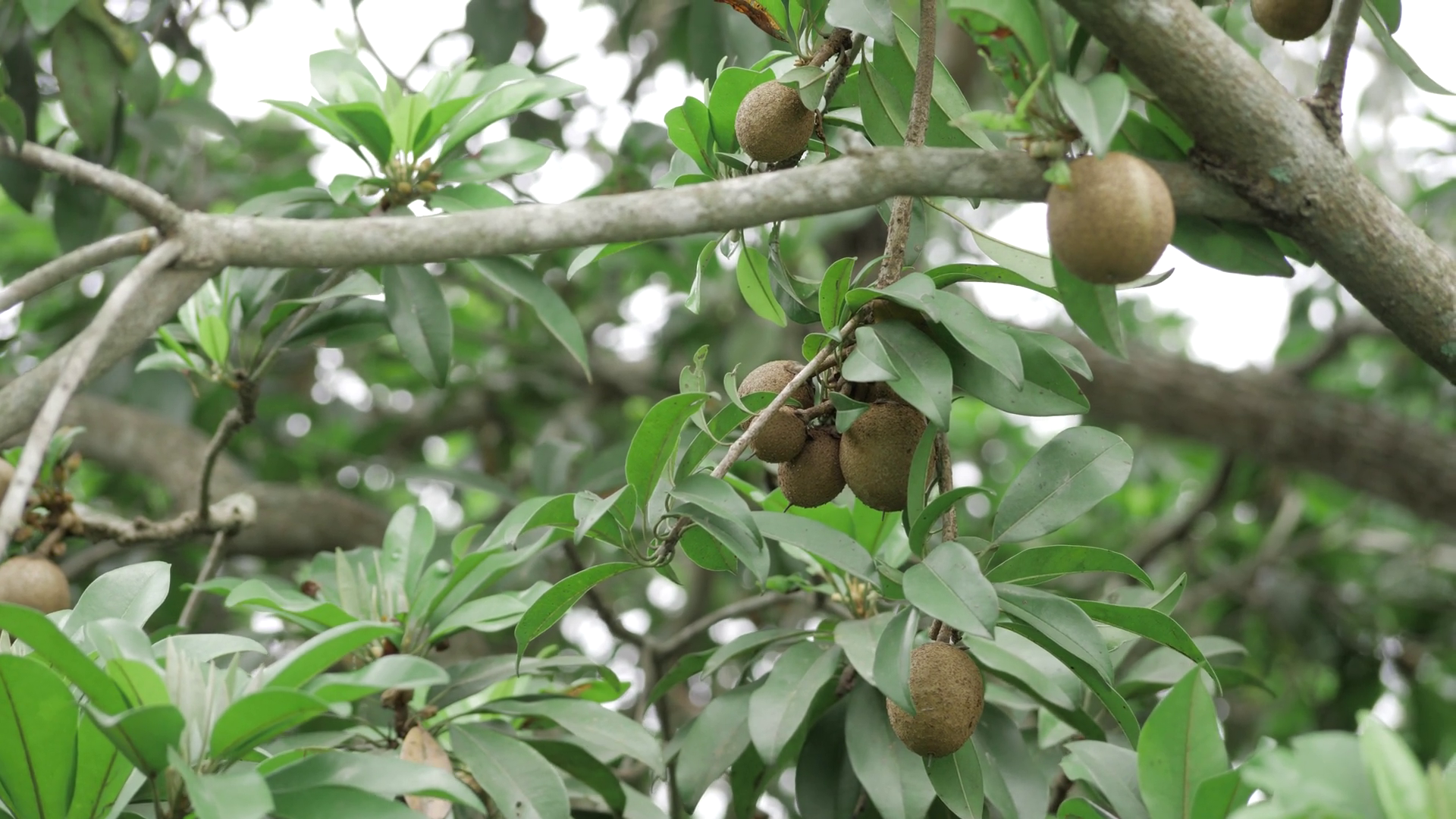 Sapota Tree Bounty Of Natures Sweet Gifts Stock Footage SBV-352255197 ...