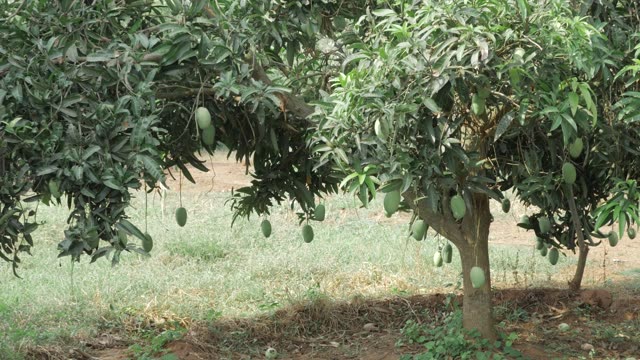 Mango Farm Stock Footage: Royalty-Free Video Clips - Storyblocks