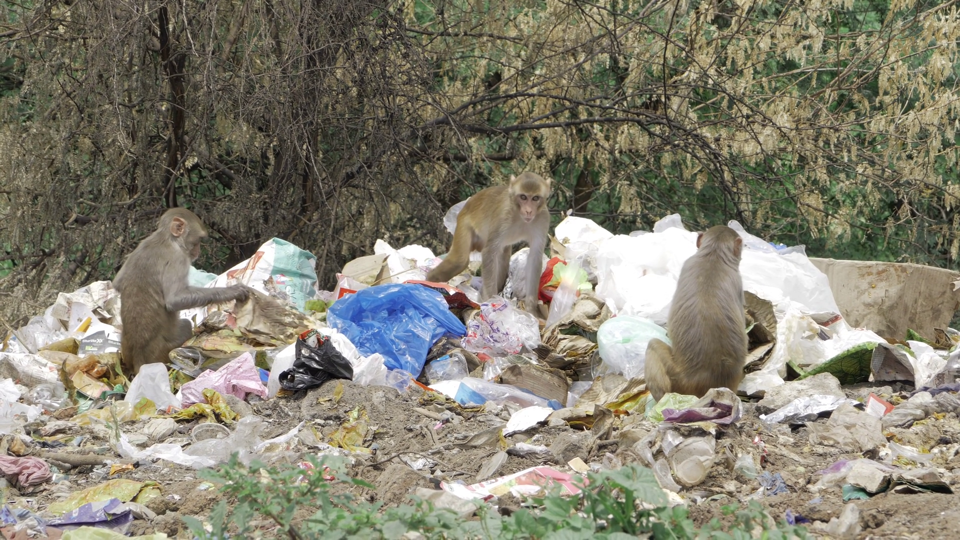 Monkey In Trash - Shocking Story Of Wildlife Stock Footage SBV ...