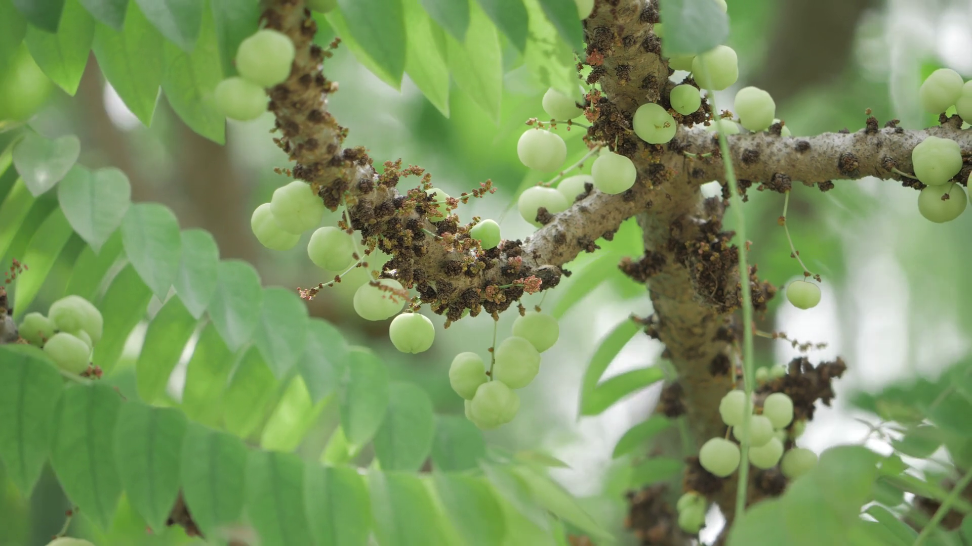 Vibrant Amla Tree Closer Look At Fruits Stock Footage SBV-353486133 ...