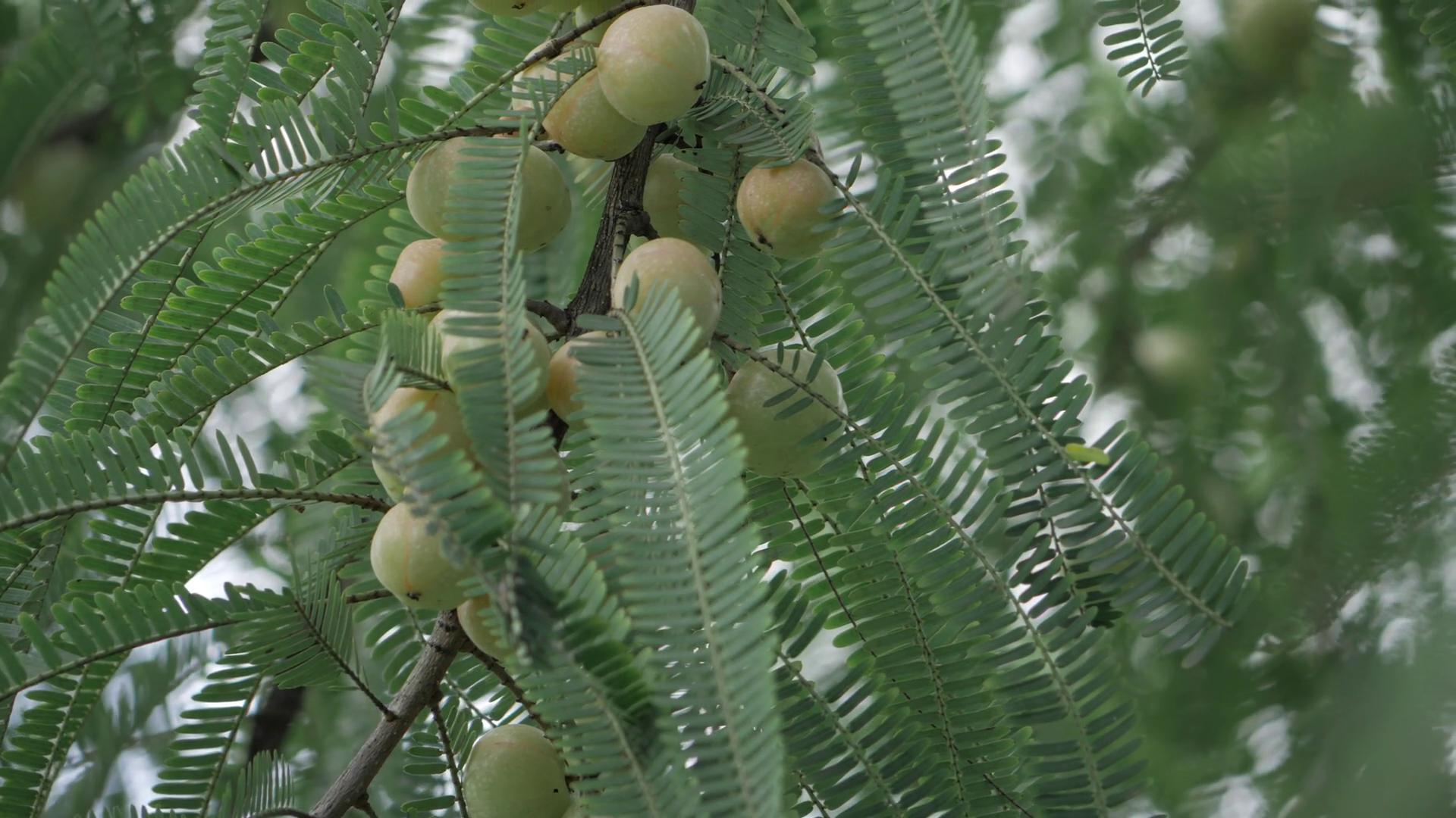 Vibrant Amla Tree Treasure Trove Of Health Stock Footage SBV-353486664 ...