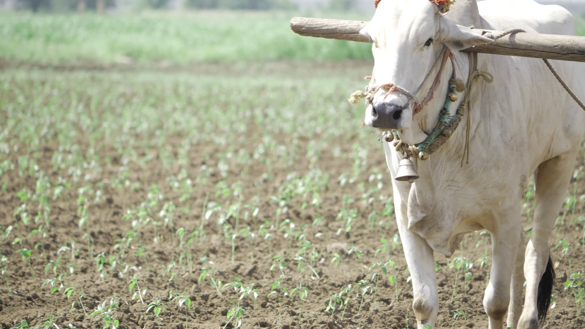 Cow Farming - Ancient Art Of Cultivating Soil Stock Footage SBV ...