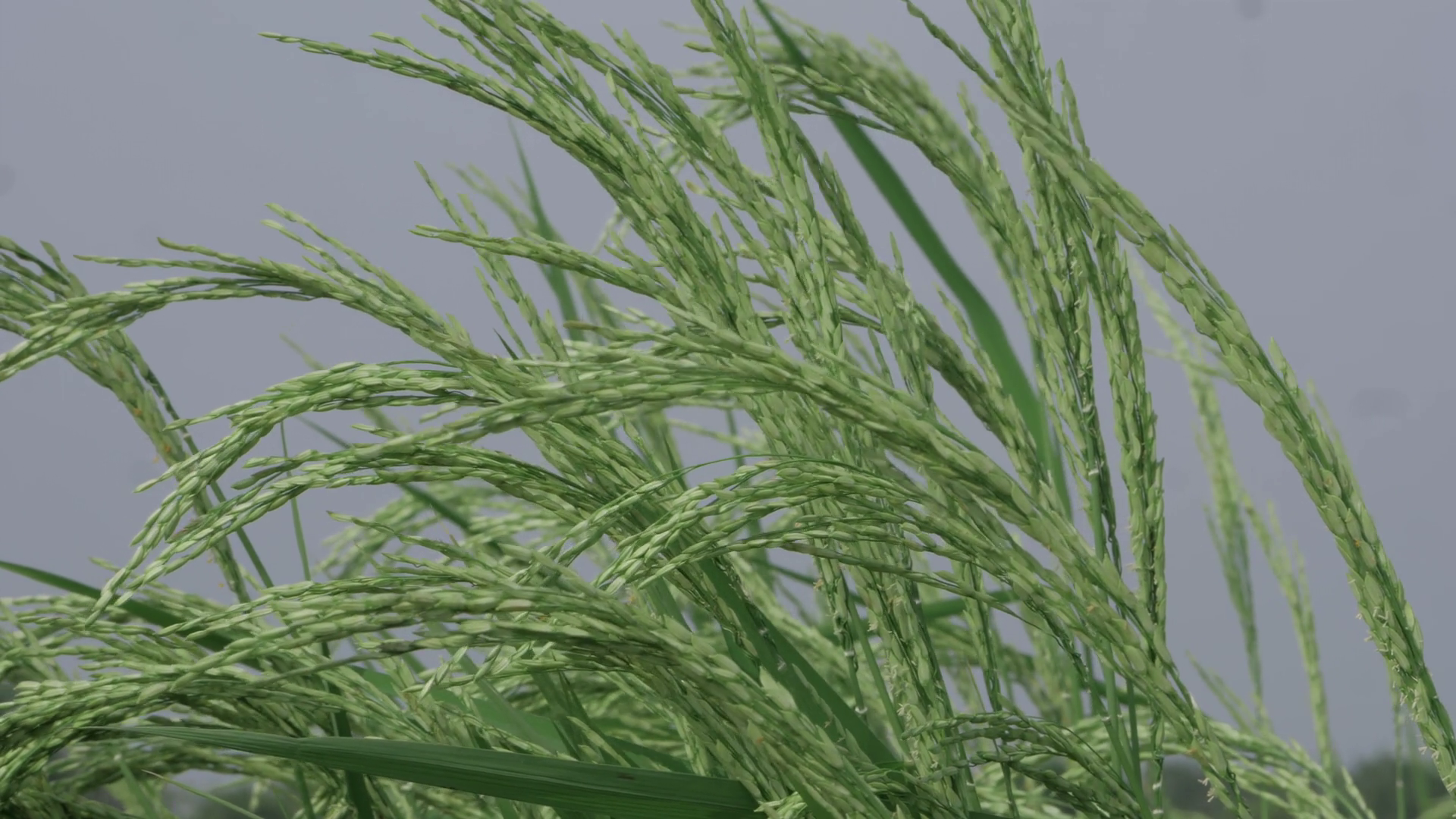 Gentle Waves Of Rice Paddies Serene Journey Stock Footage SBV-353487519 ...