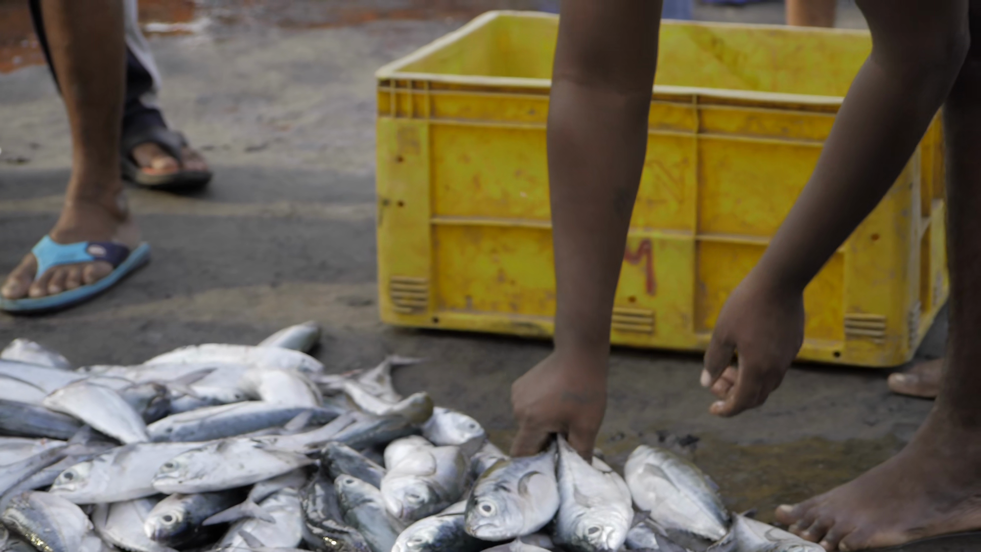 Handling Fish With Care Day In Life Of Stock Footage SBV-353777207 ...