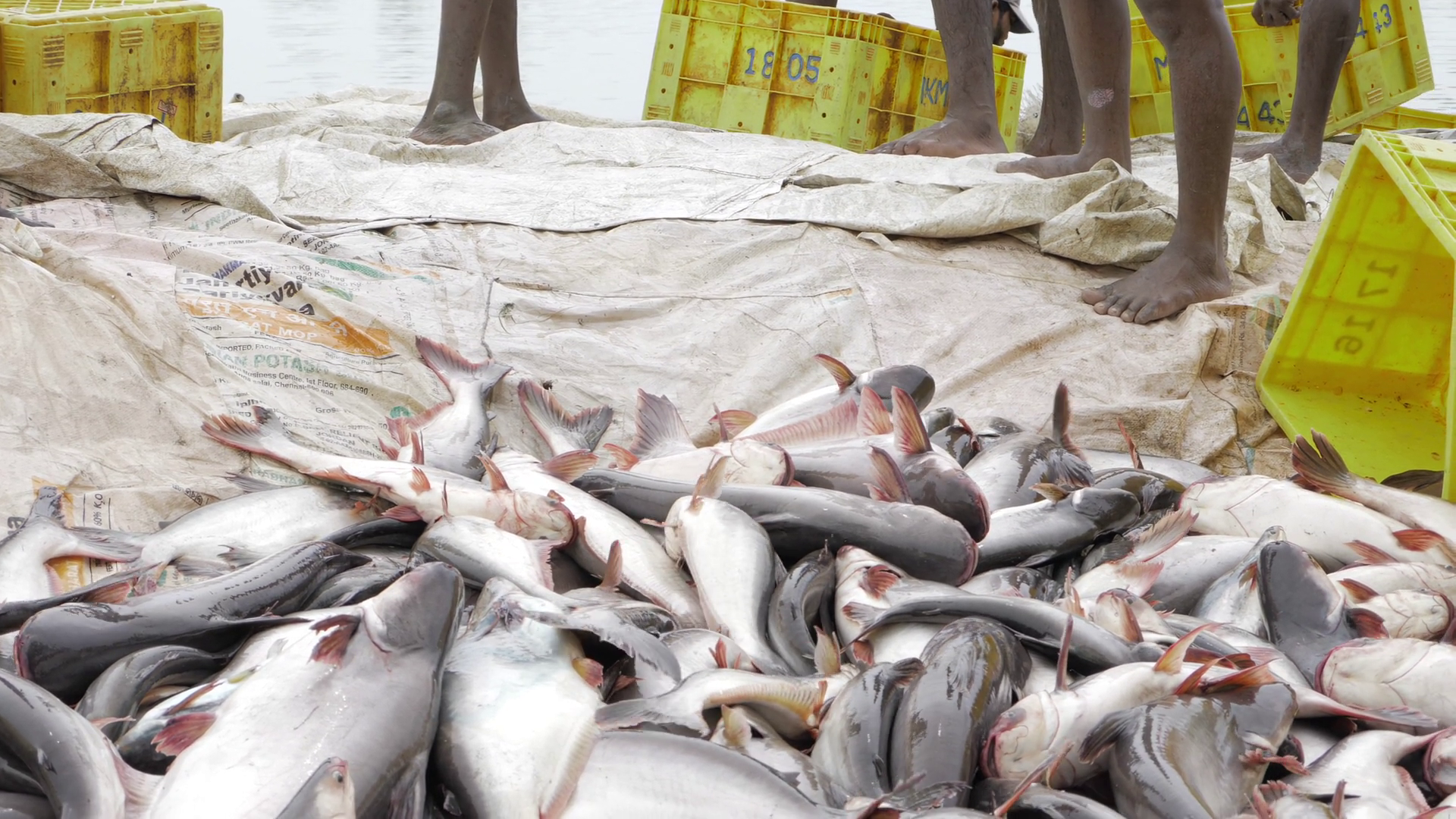 Bounty Of Sea - Fishy Fish Frenzy In Focus Stock Footage SBV-352744334 ...