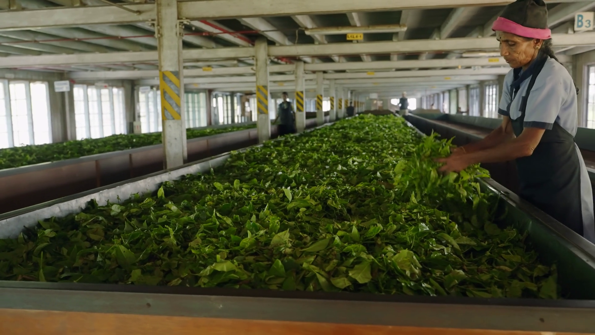 2023-06-01 - Ramboda Sri Lanka Bluefield Tea Stock Footage SBV ...