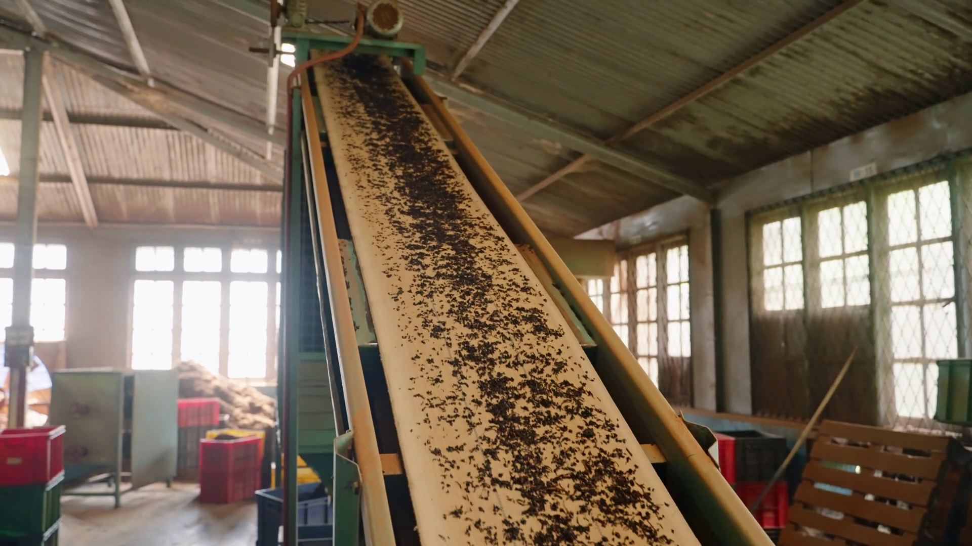 Automated Tea Processing In Factory Fresh Stock Footage SBV-349019985 ...