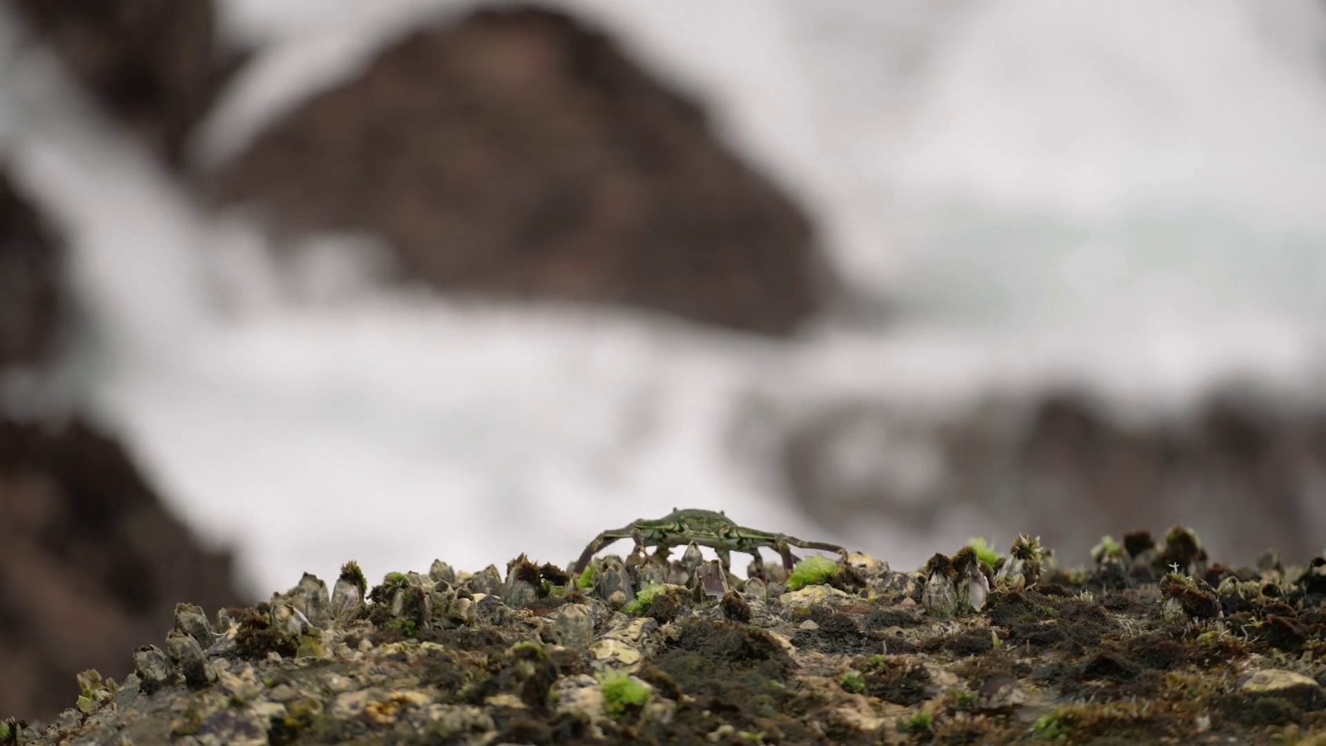 Crustacean Scuttles On Jagged Shore Amid Stock Footage SBV-348712499 ...