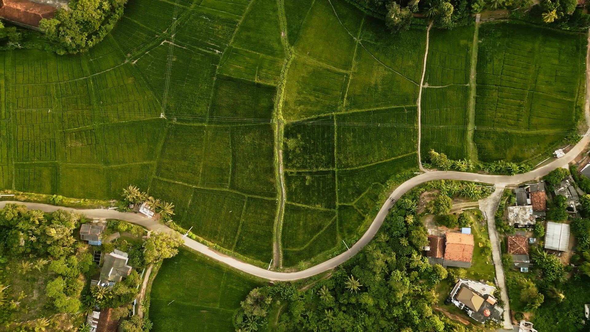 Aerial View Of Lush Green Rice Fields At Stock Footage SBV-348806330 ...