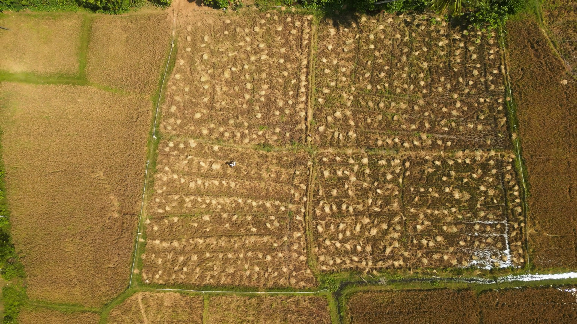 Aerial Drone Harvested Rice Fields Dry Straw Stock Footage SBV ...