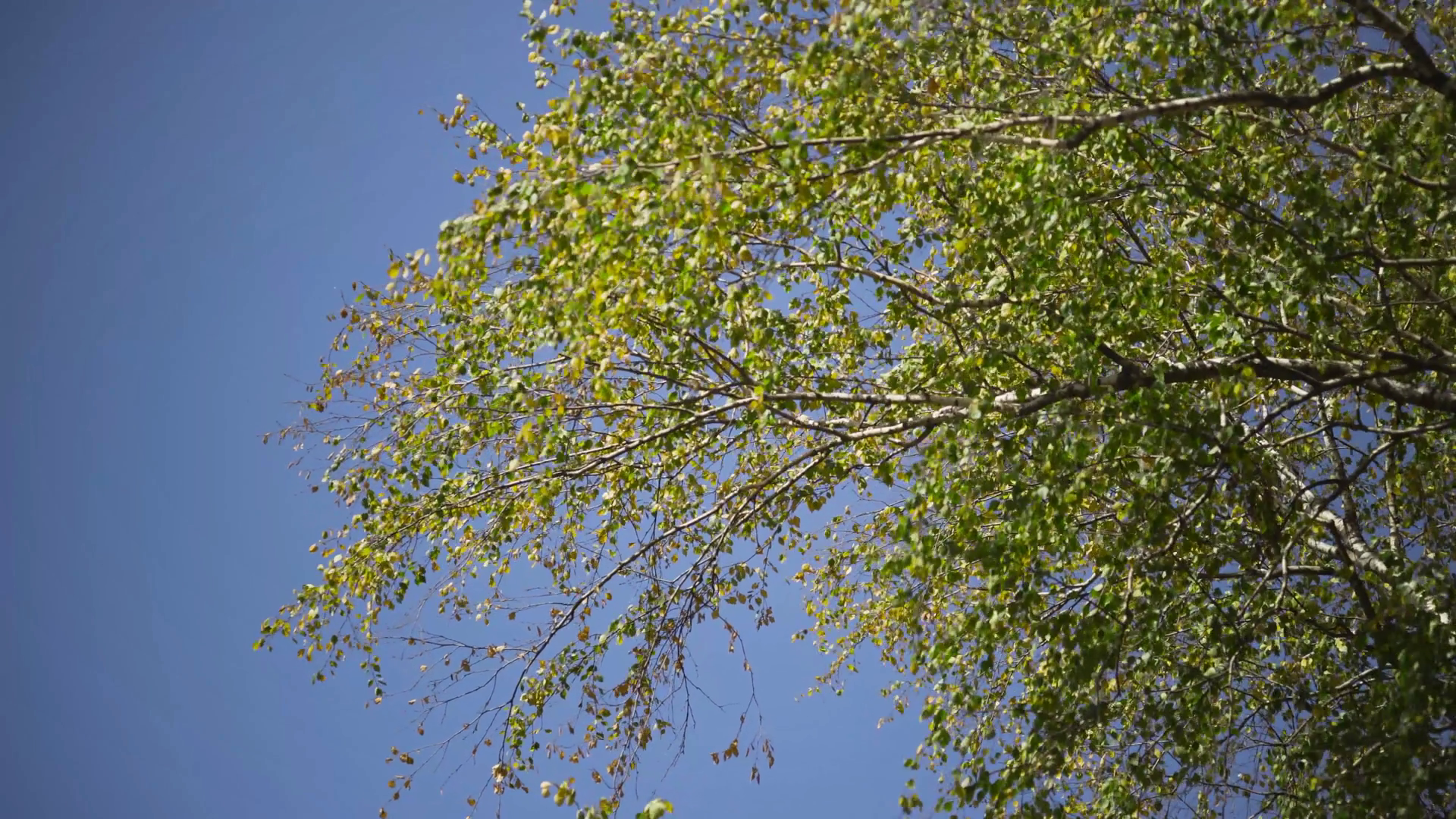 Tree Branches With Green Leaves Rustle On Stock Footage SBV-348508058 ...