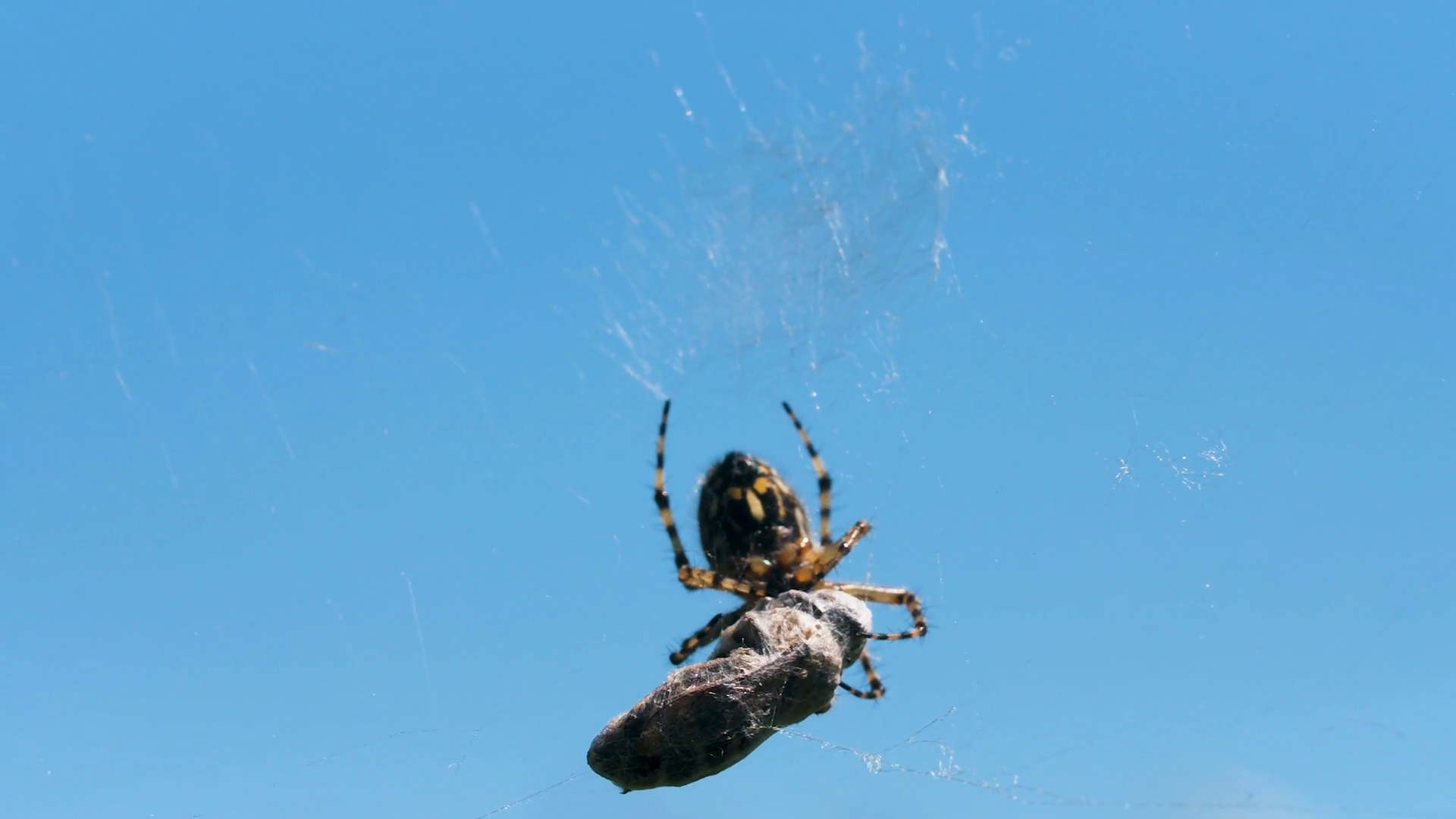 Cose Up Of Hunting Spider Trying Capturing Stock Footage SBV-348584400 ...