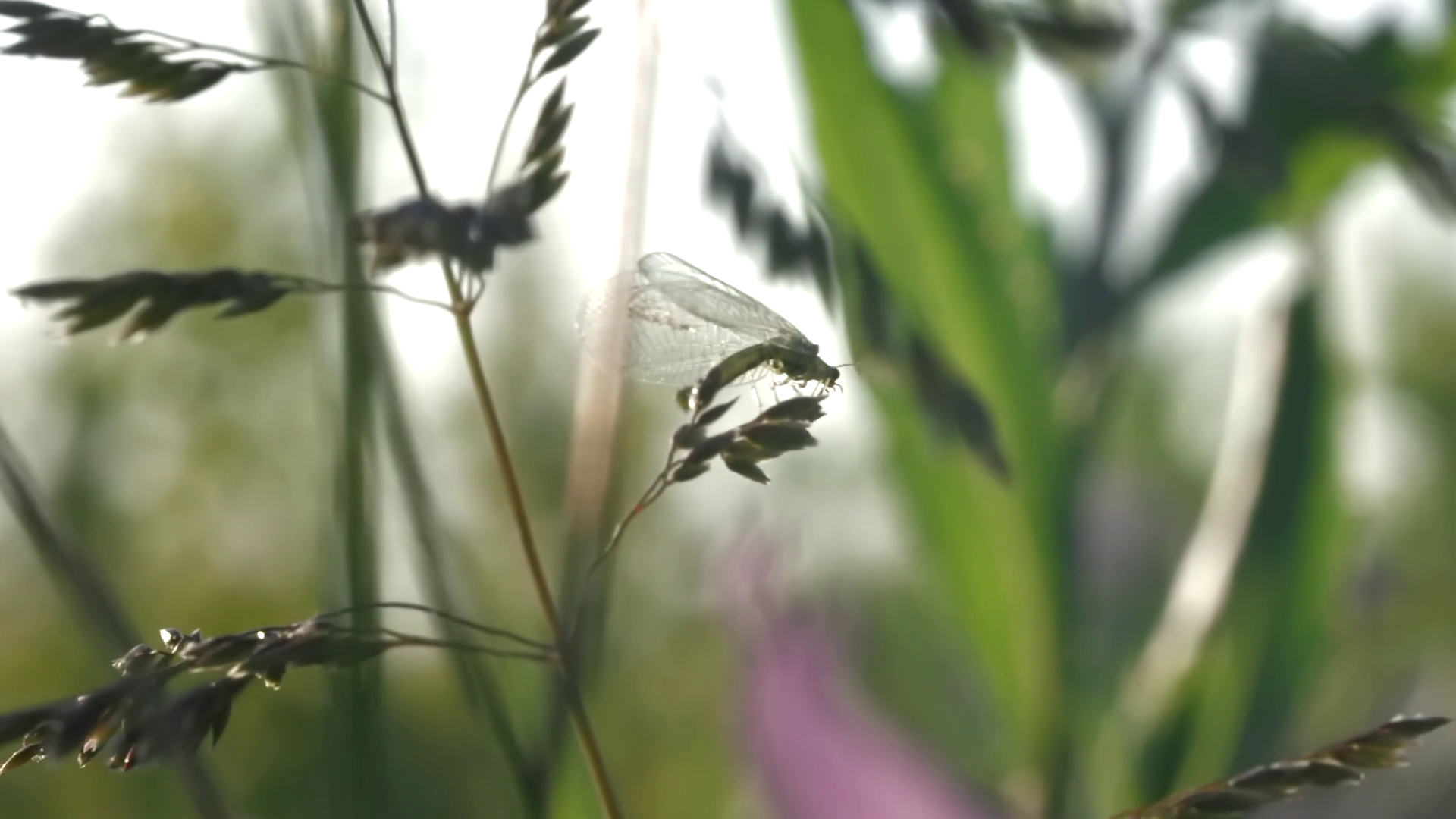 Natural Background With Tiny Midge With Stock Footage SBV-348583333 ...