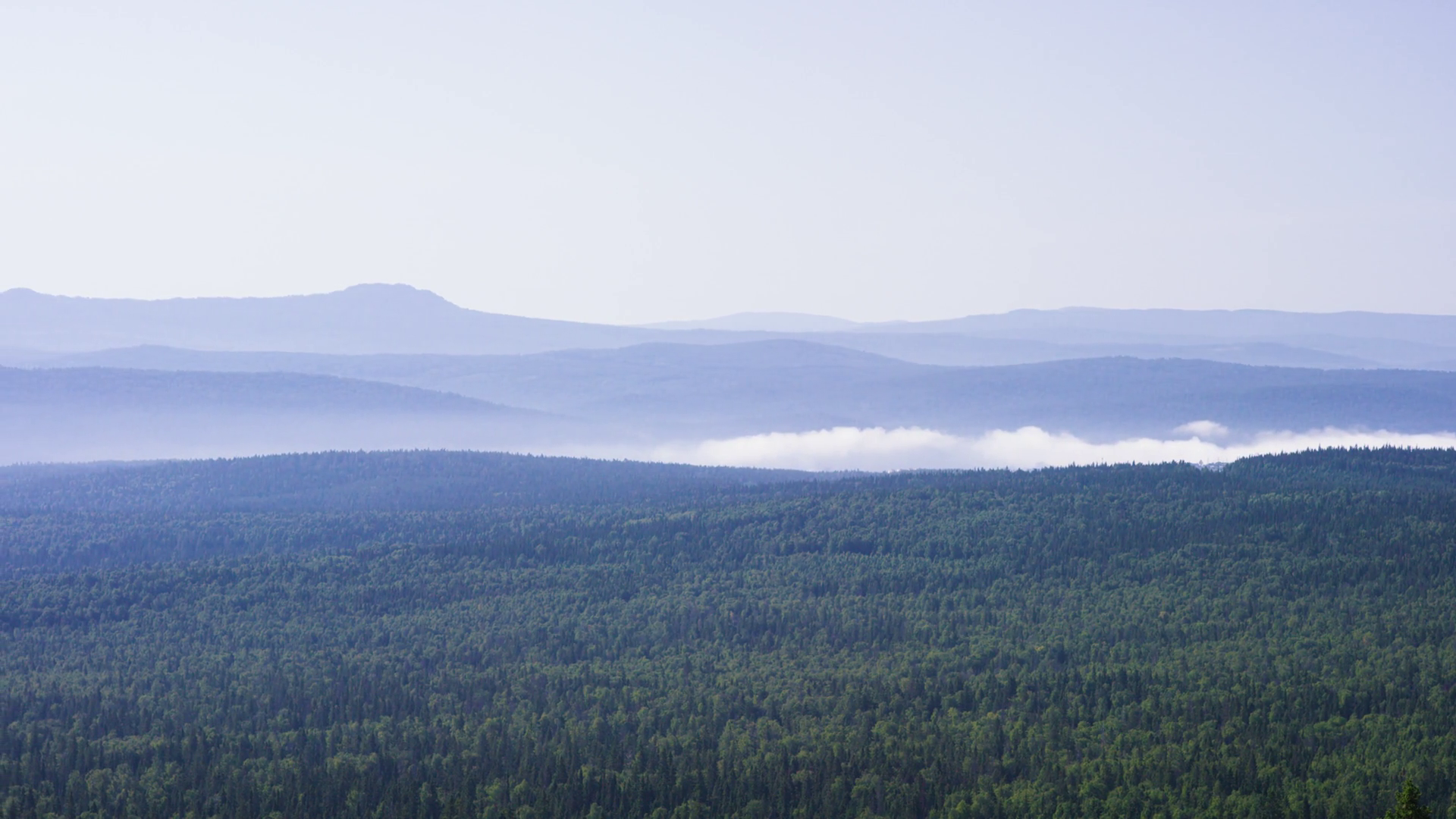 Forest Landscape With Fog Pine Tree Forest Stock Footage SBV-348591418 ...