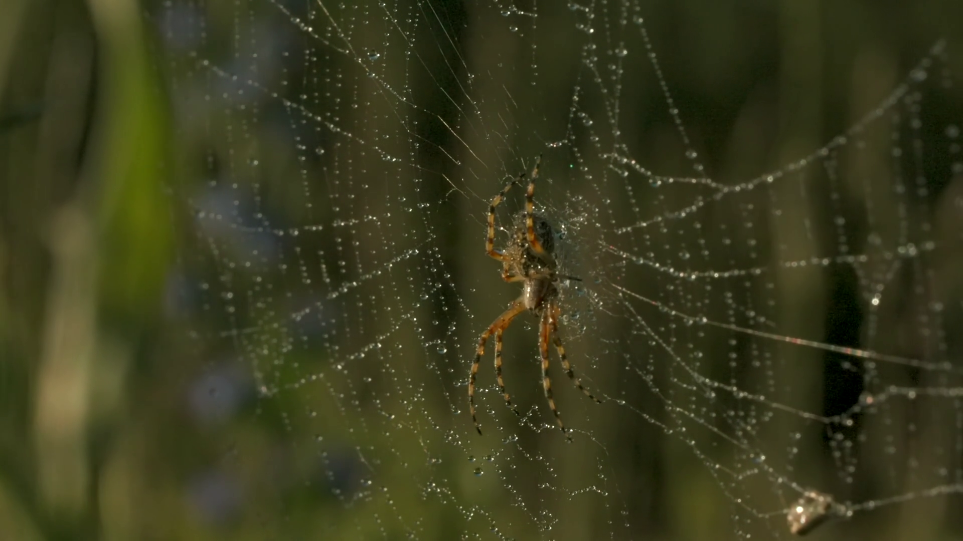 An Insect Hangs On Web Creativity Macro Shot Stock Footage SBV ...