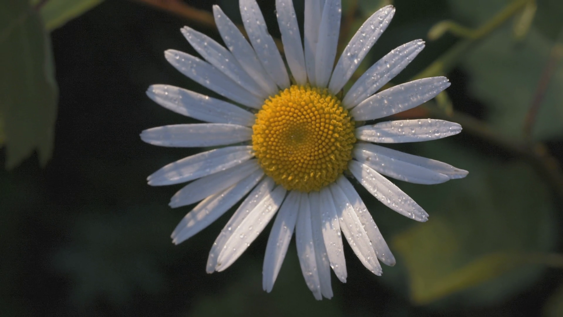 A Beautiful Chamomile Grows In Field Stock Footage SBV-348597813 ...