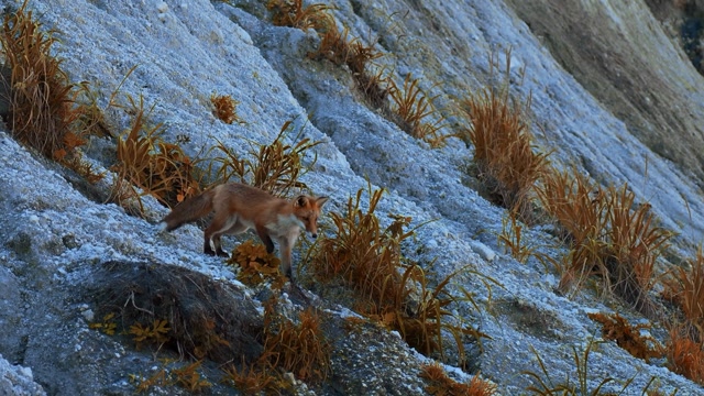 Fox Running In Forest Stock Footage: Royalty-Free Video Clips - Storyblocks