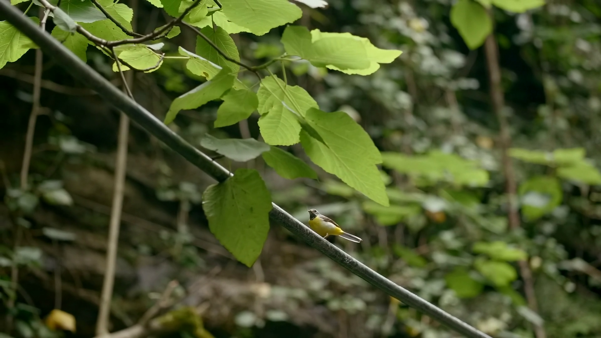 Close Up Of Tree Branch With Green Leaves Stock Footage SBV-348620596 ...