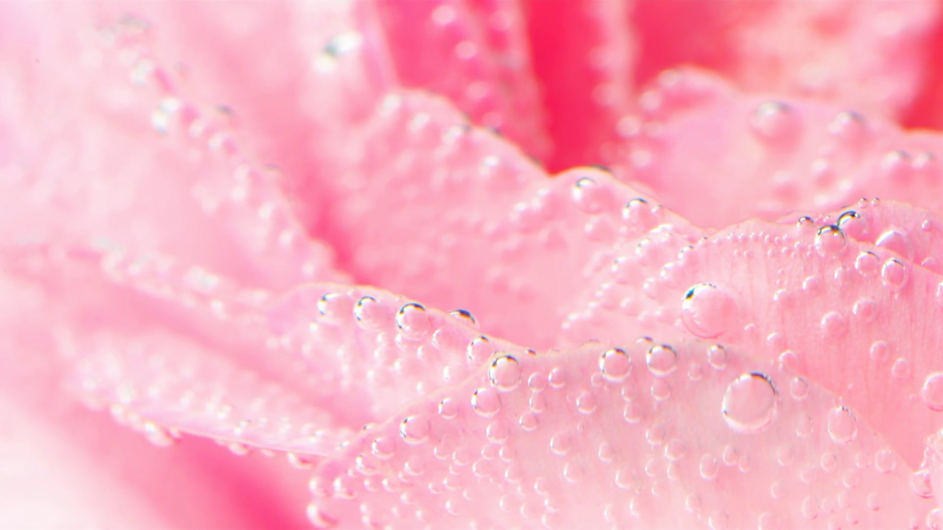 Pretty Pink Rose Flower With Air Bubbles Stock Footage SBV-348620045 ...