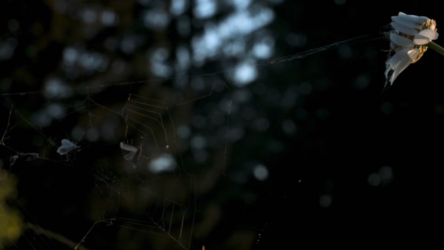 Spider Web Fly Stock Footage: Royalty-Free Video Clips - Storyblocks