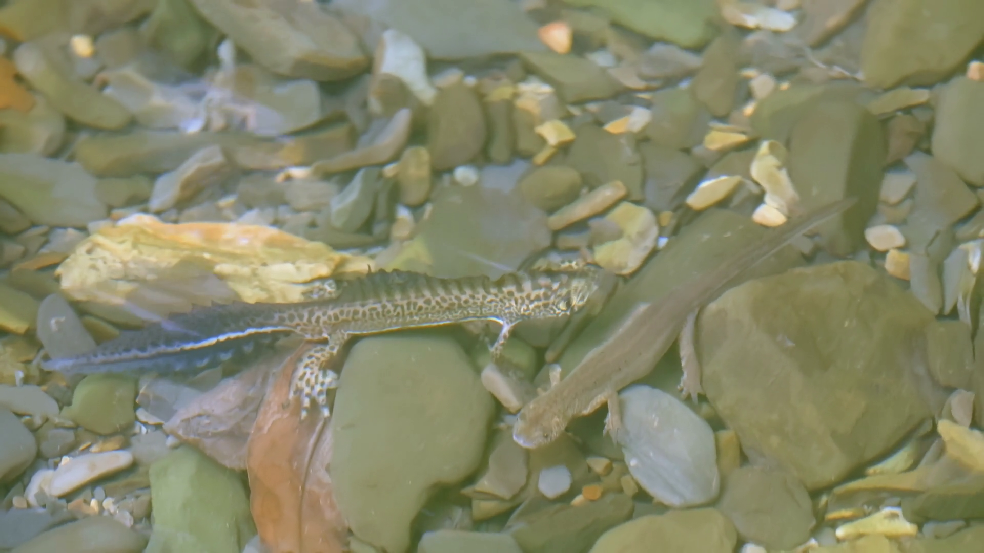 Two Newts In River Water Creative Gray-brown Stock Footage SBV ...