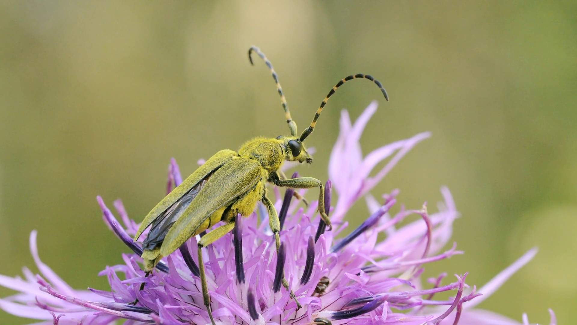 Insect Sitting On Flower Bud In Summer Stock Footage SBV-348659250 ...