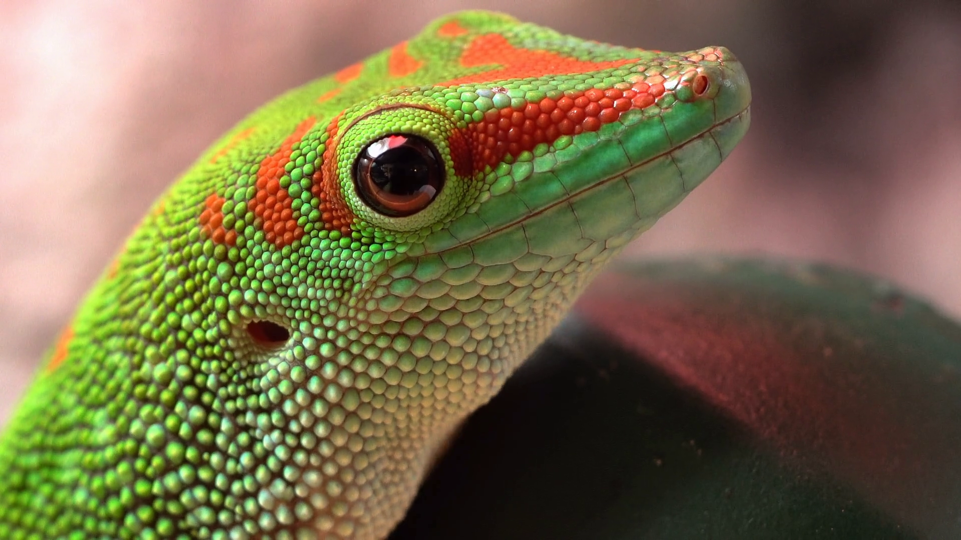 Extreme Close Up Of Giant Day Gecko Holds Stock Footage SBV-348627284 ...