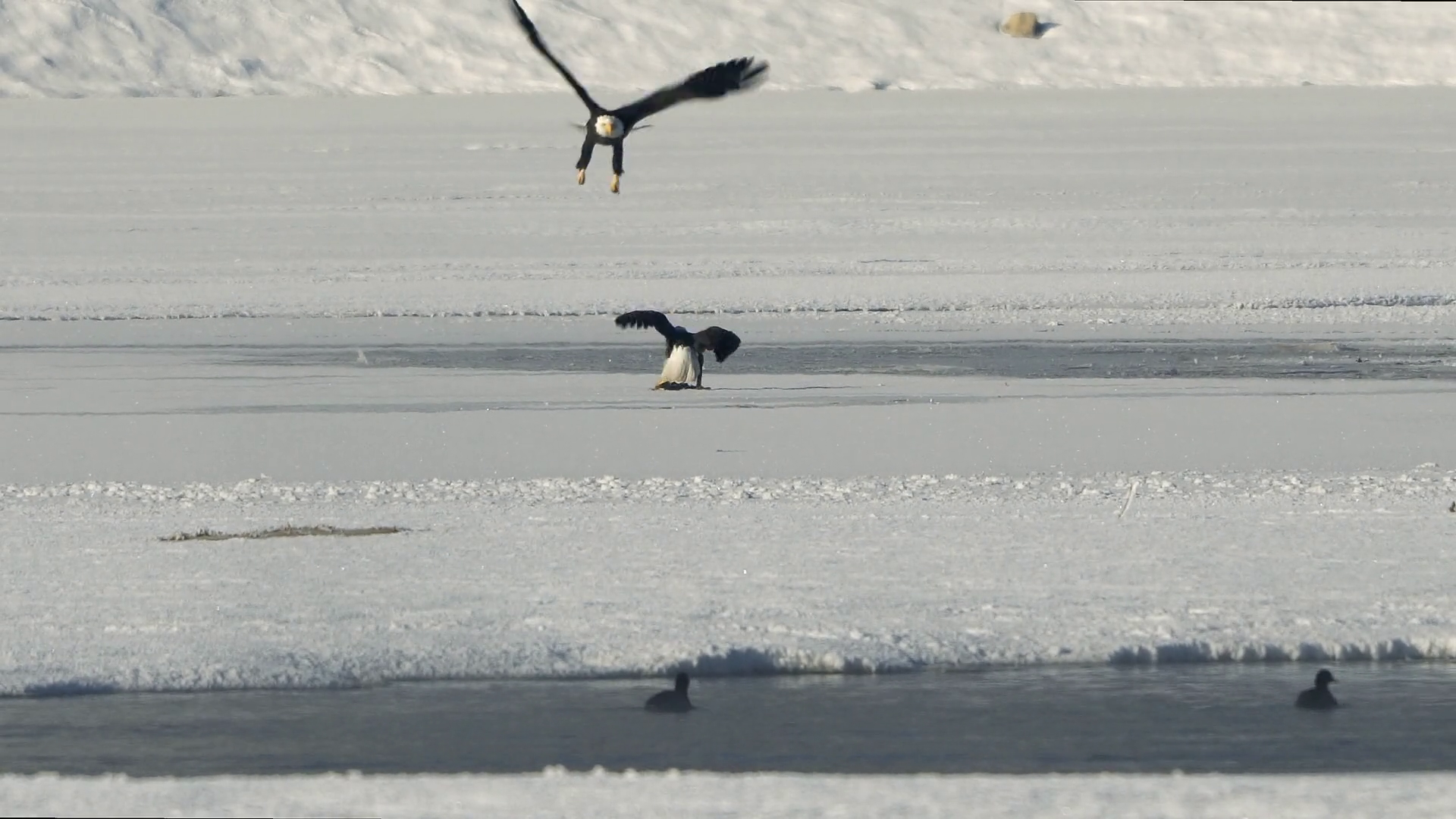 Bald Eagle Protecting Food From Eagle Stock Footage SBV-348627388 ...