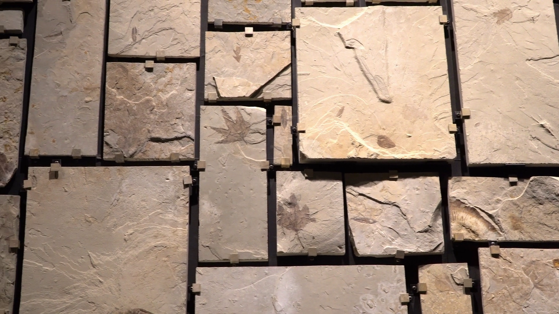 Panning View Of Fossils In Slabs Of Rock Stock Footage SBV-348627633 ...