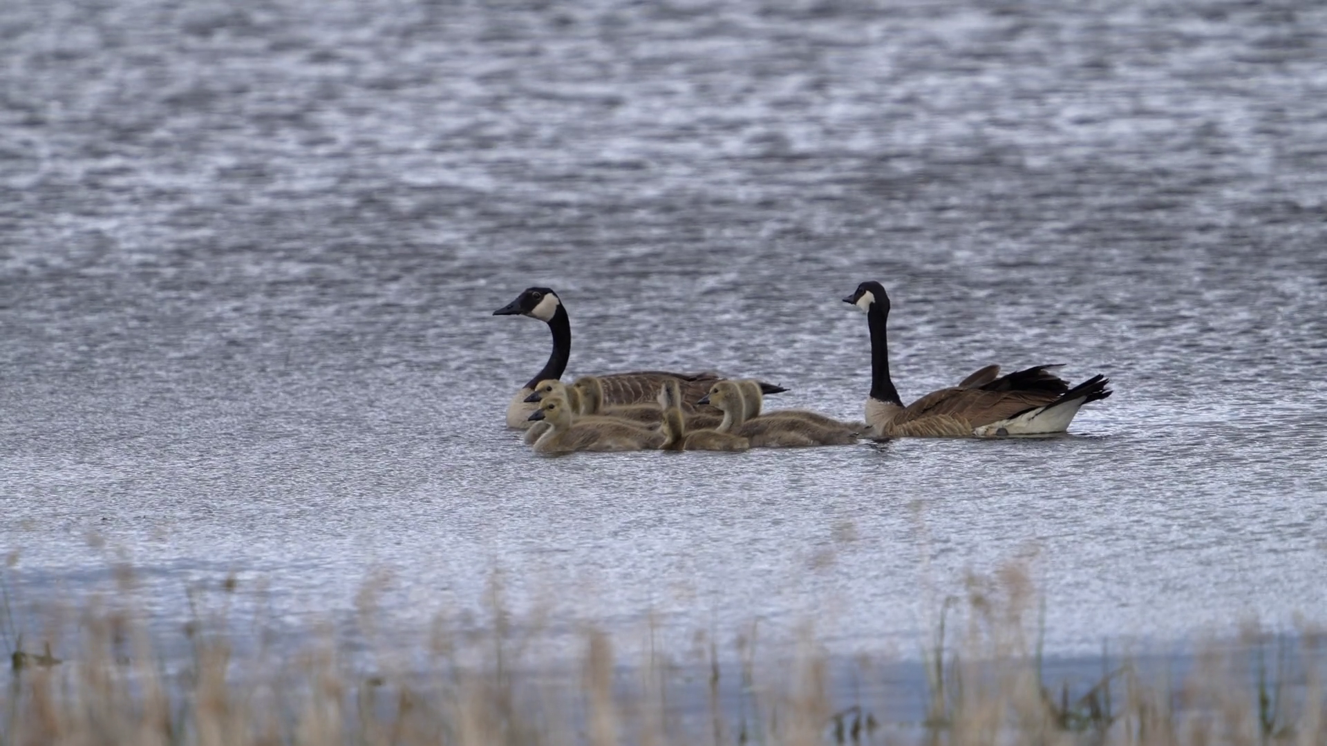 Pair Of Geese With Babies Floating On Pond Stock Footage SBV-352165970 ...