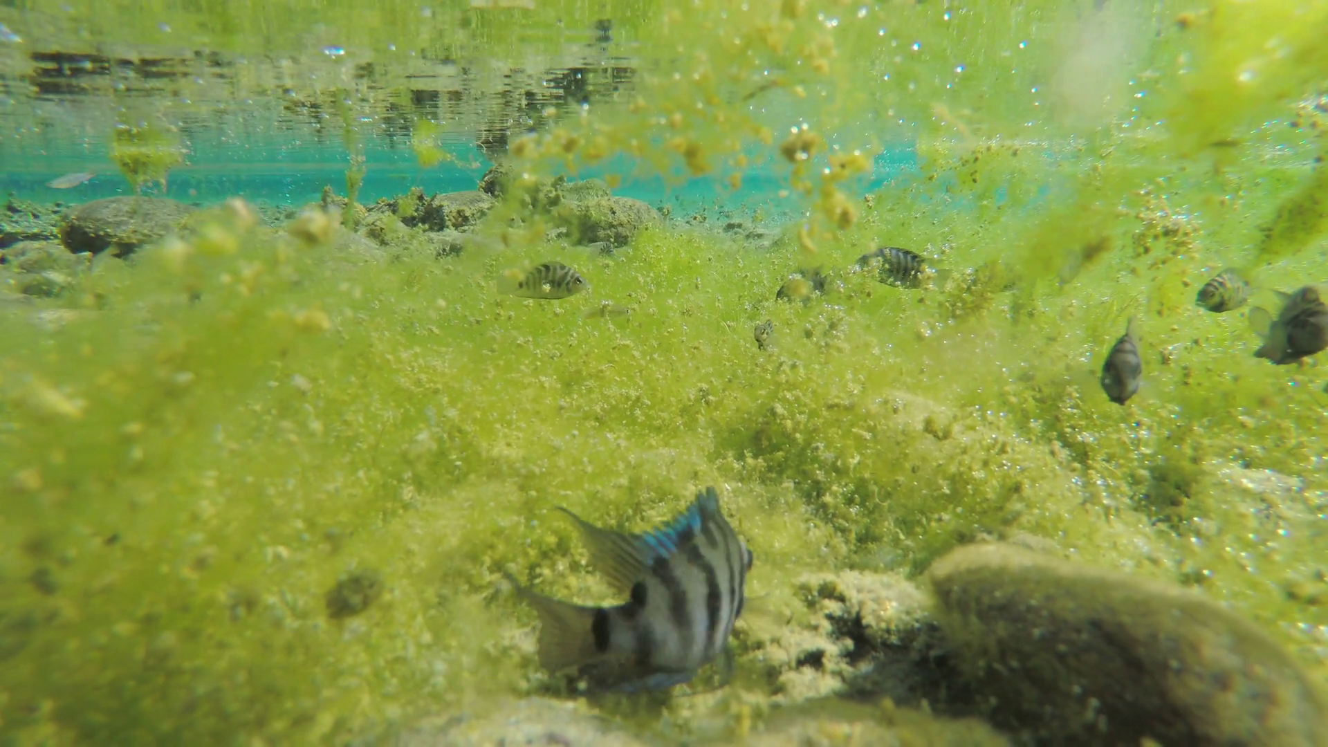 Tropical Fish In Freshwater Spring In Kelly Stock Footage SBV-348696338 ...