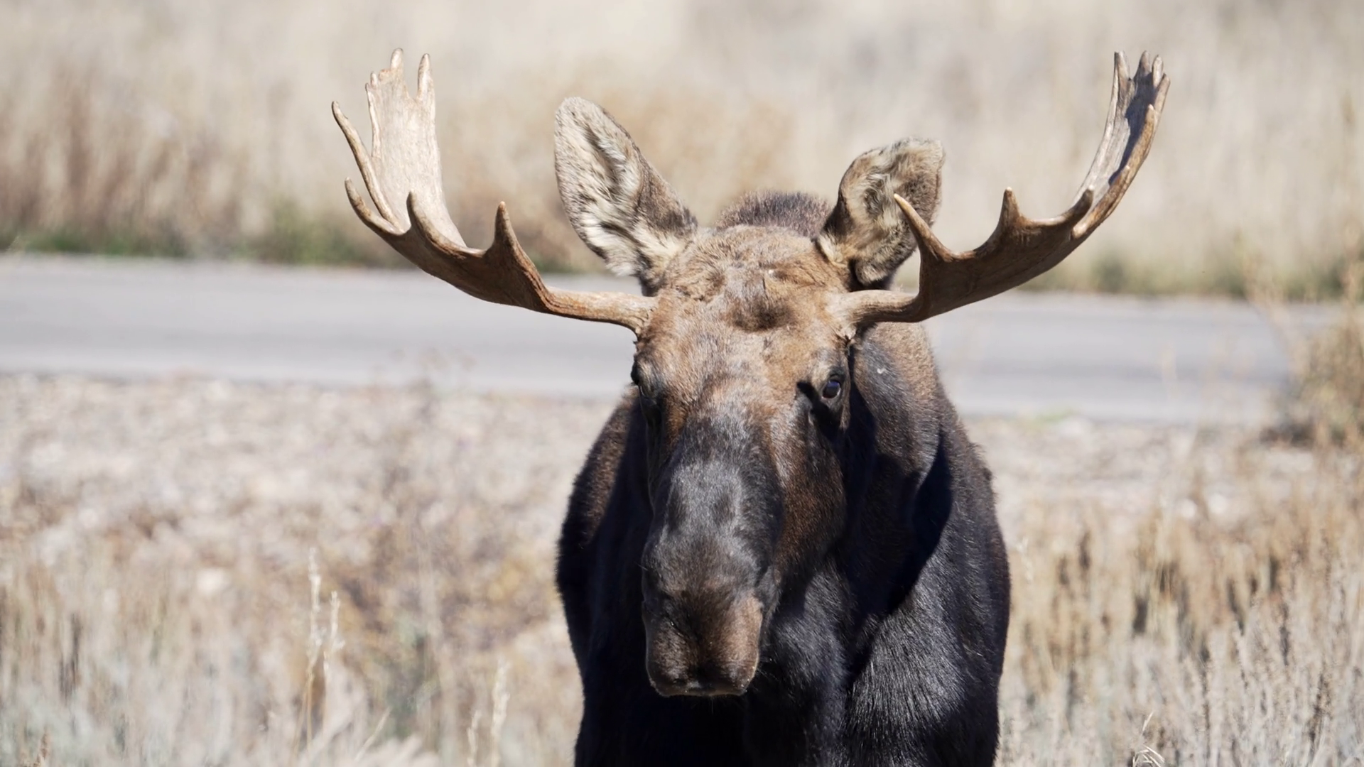 Close Up Of Bull Moose Moving Through Brush Stock Footage SBV-348590290 ...