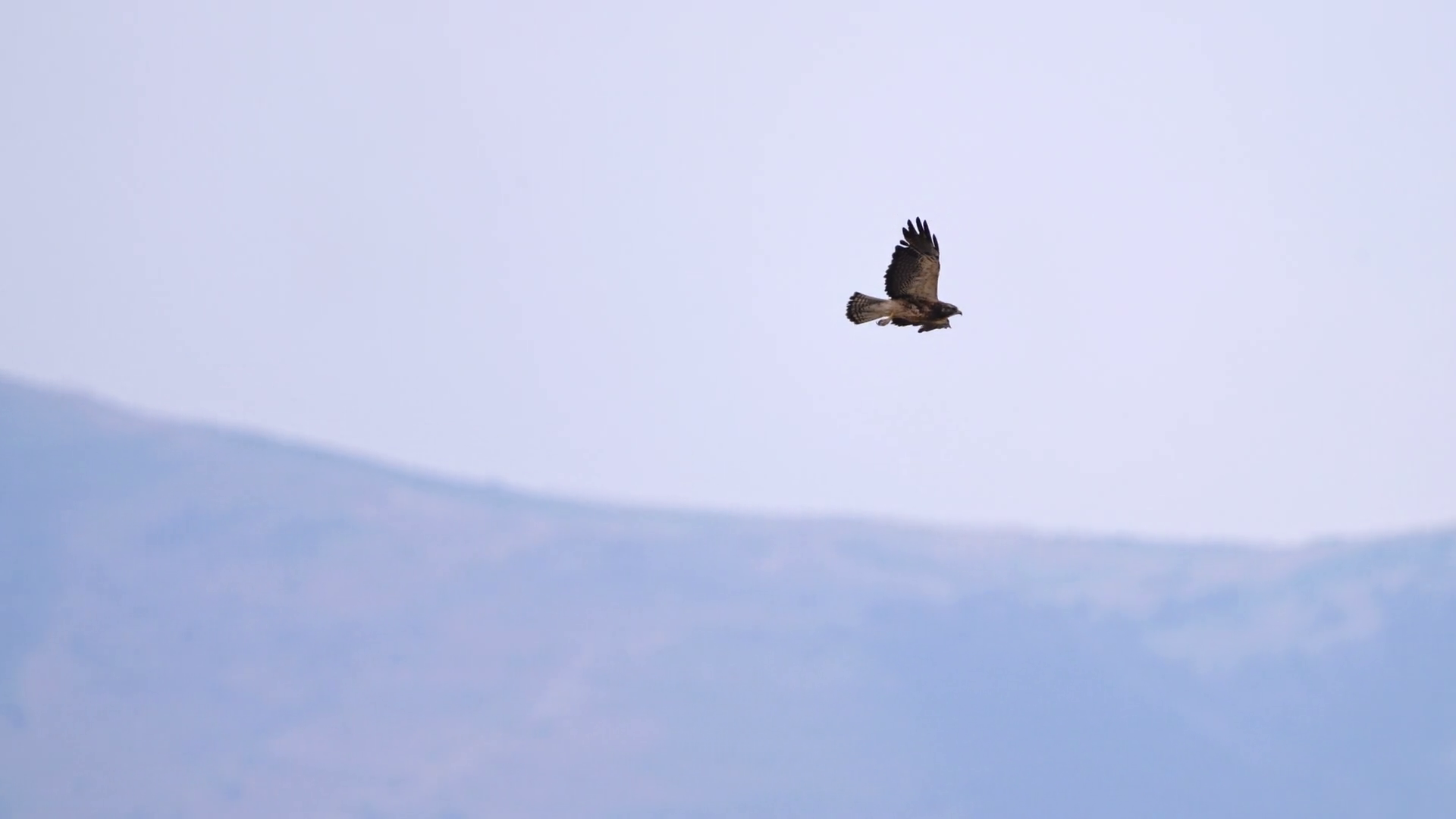 Swainson's Hawk Gliding Through Sky Circling Stock Footage SBV ...