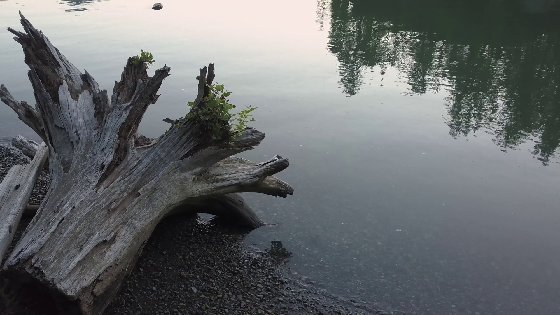 Aerial View Of Beautiful Root Of Tree Laying Stock Footage SBV ...