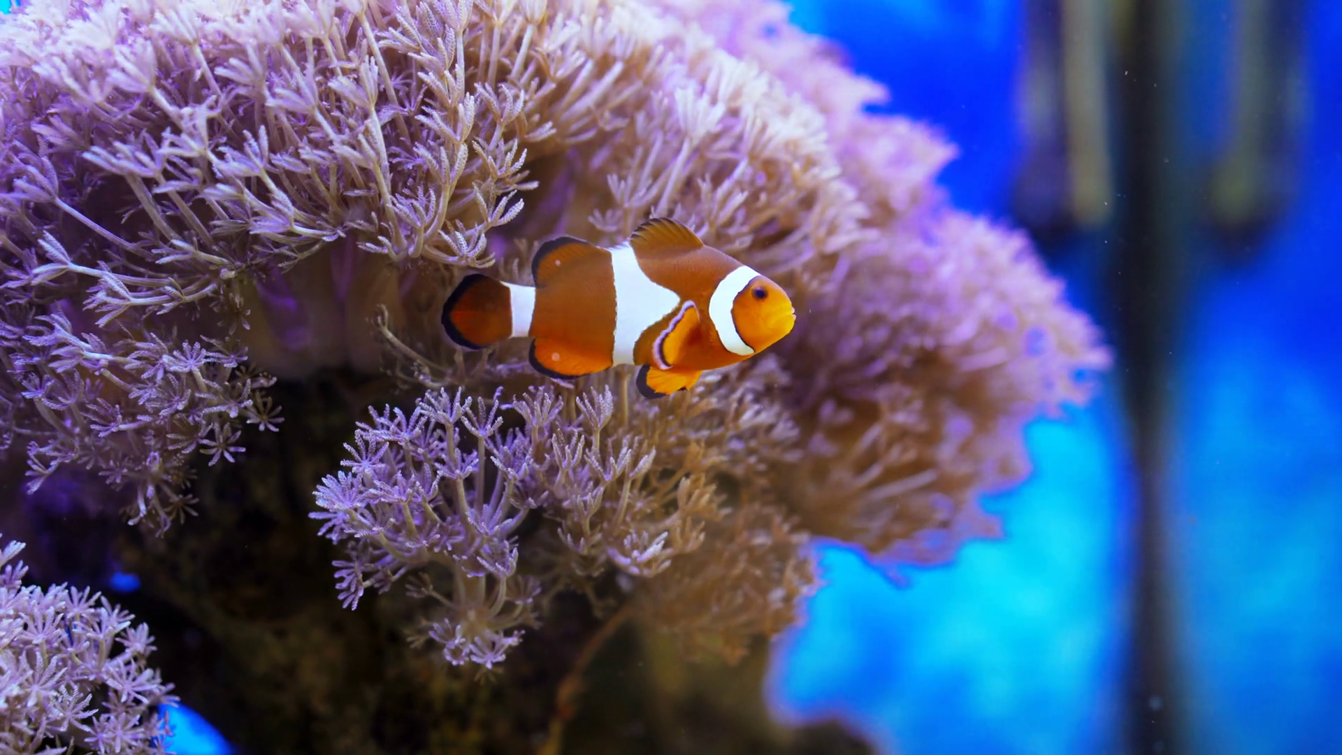 Nemo Clown Fish In Colorful Tropical Coral Stock Footage SBV-331148761 ...