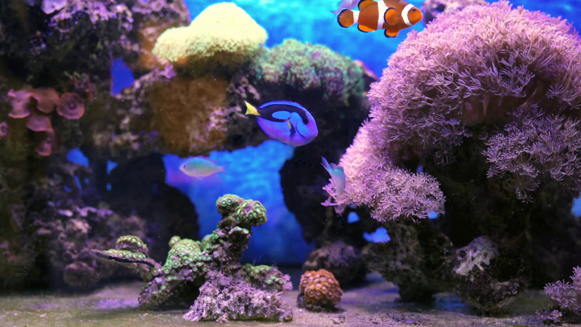 Underwater Colorful Tropical Fishes With Stock Footage SBV-331149001 ...