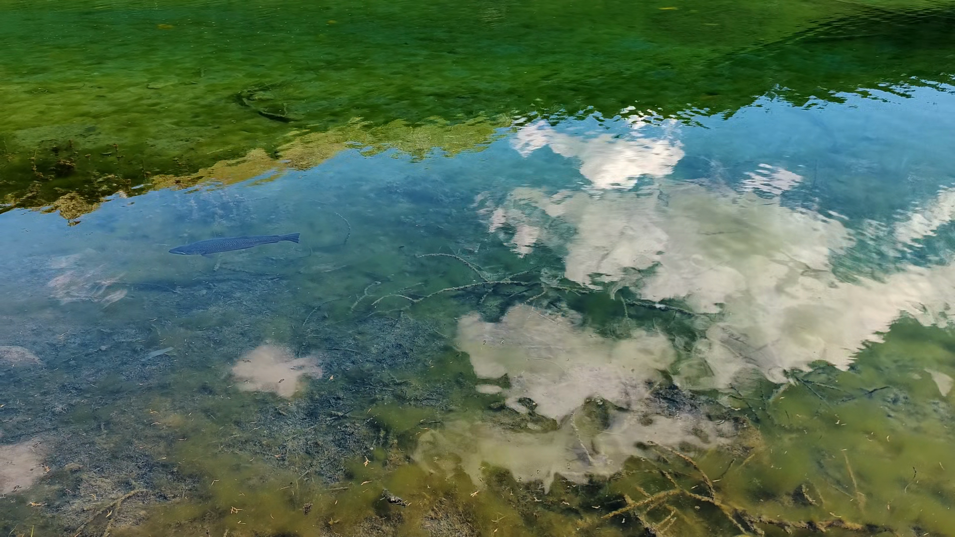 Freshwater Lake Scene With Swimming Fish Stock Footage SBV-353806632 ...