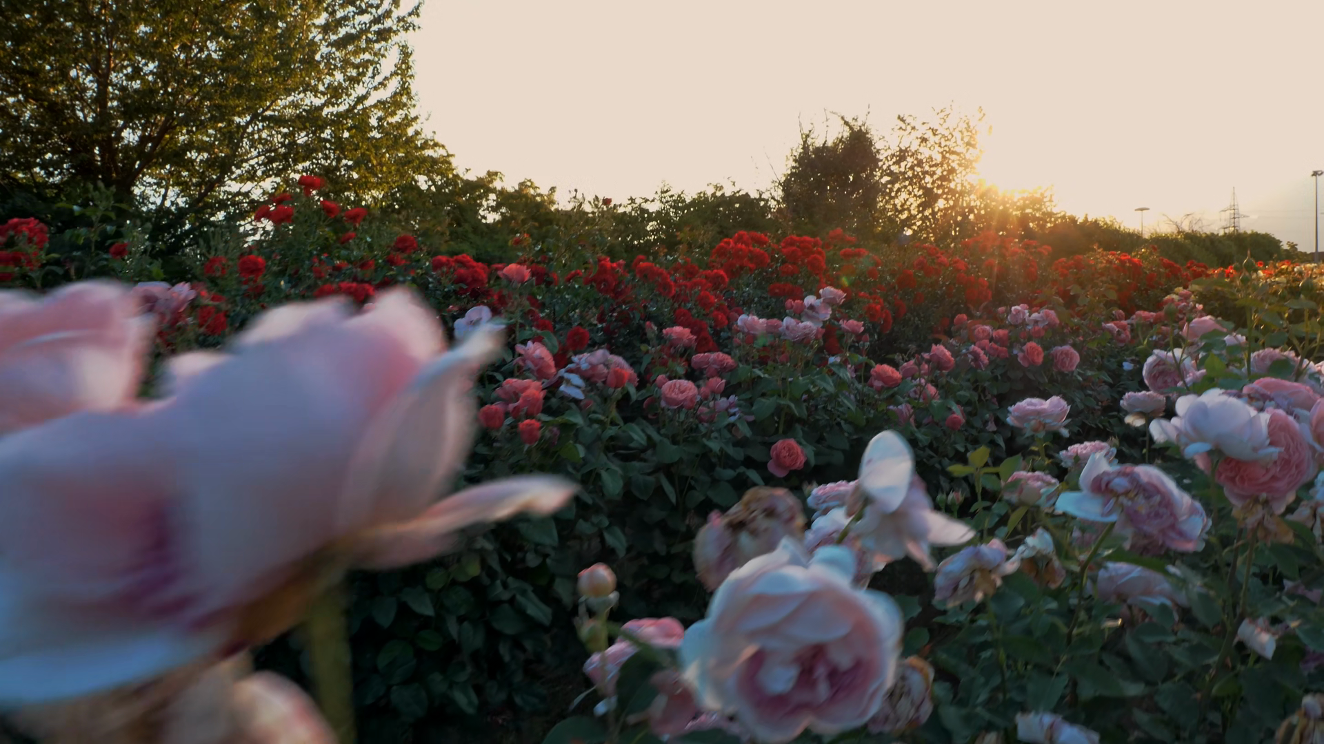 Close-up Of Blooming Roses In Garden With Stock Footage SBV-353771831 ...