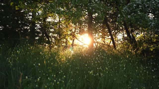 Evening Sun Rays Stock Footage: Royalty-Free Video Clips - Storyblocks