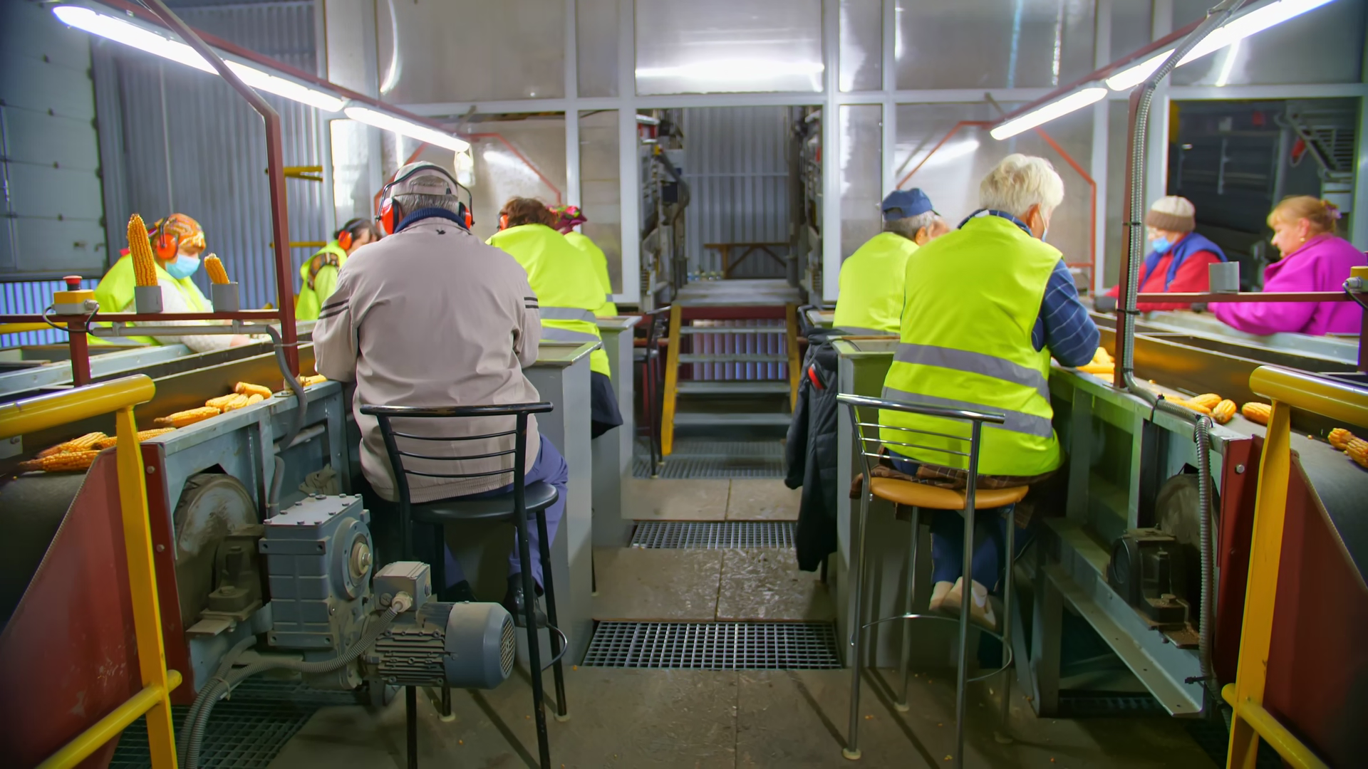 Quality Inspection Stage At Maize Processing Stock Footage SBV ...
