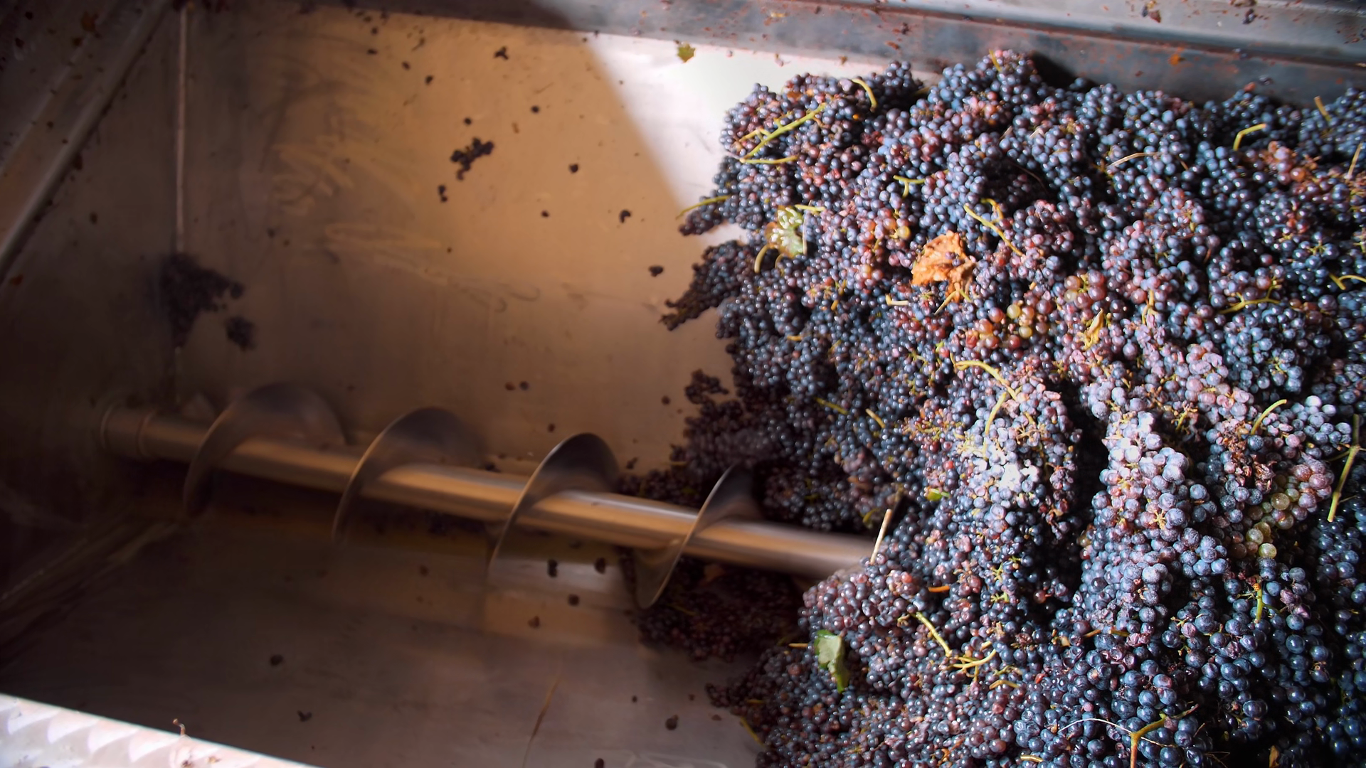 Close Up Of Press Crushing Ripe Red Grapes Stock Footage SBV-353830455 ...