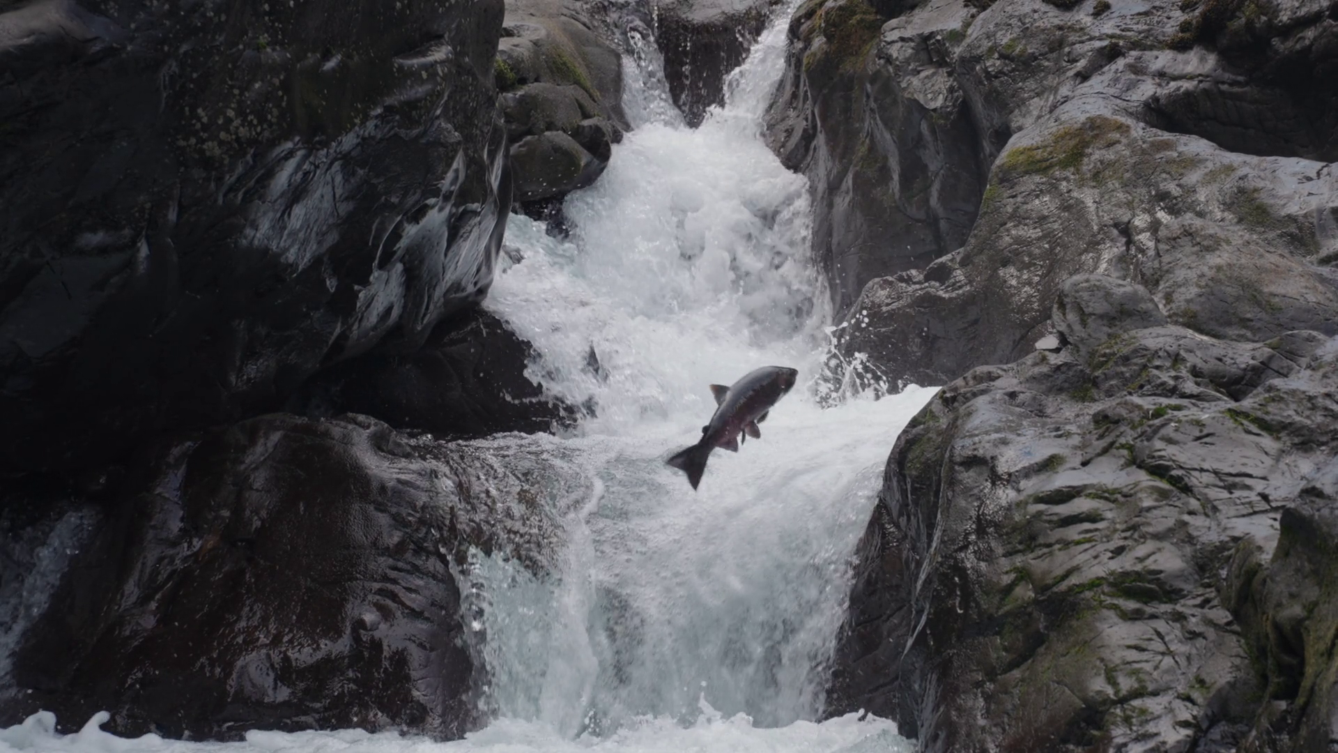 Coho Salmon Fish Leaping Jumping On Cascades Stock Footage SBV ...