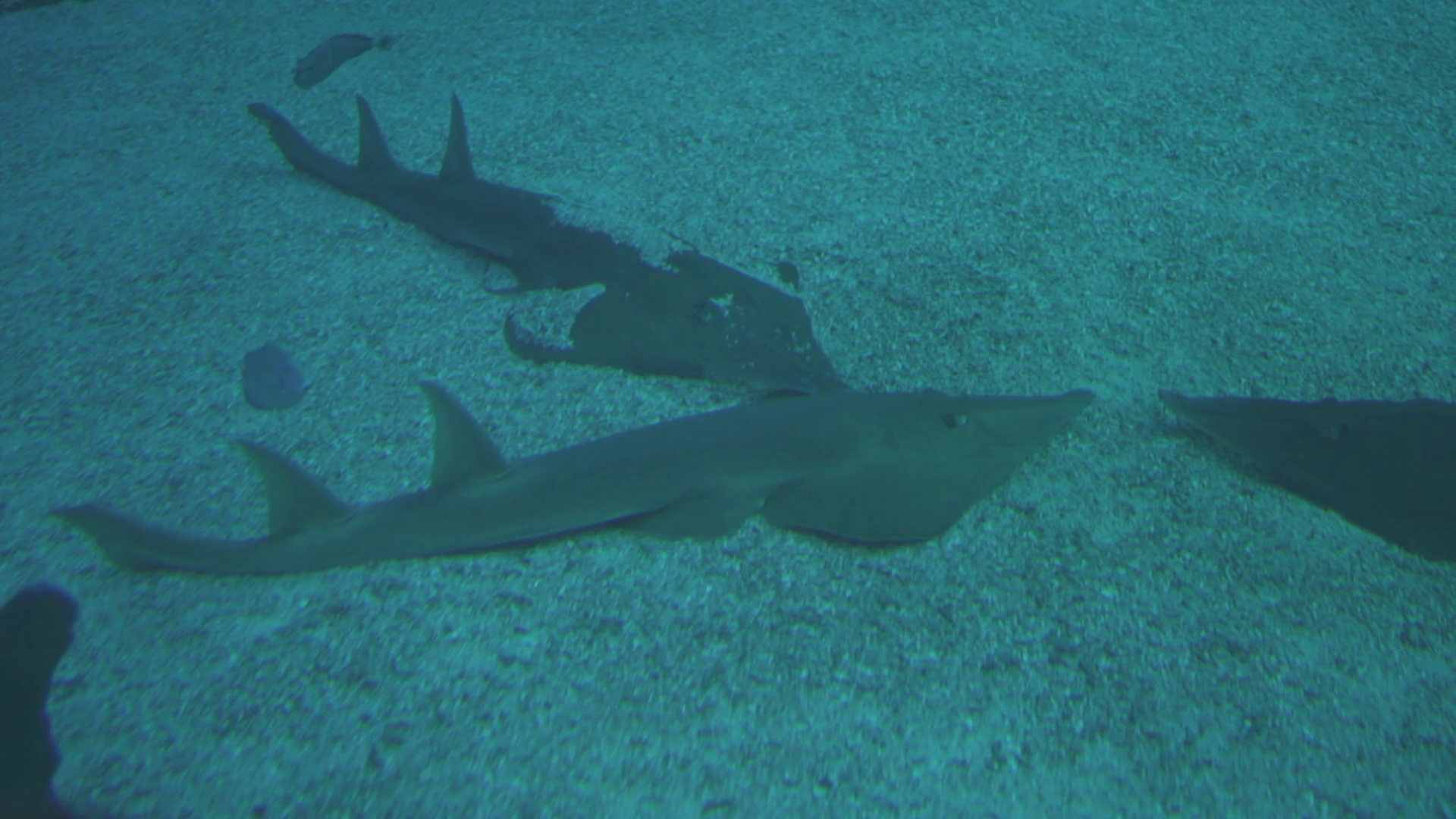 Marine Biodiversity Fish Sea Creature On Stock Footage SBV-347770025 ...
