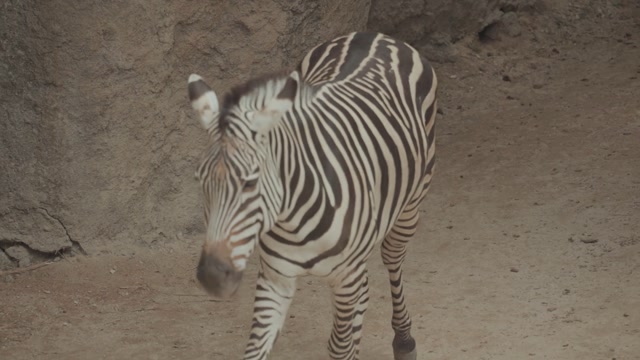 Zebra Water Stock Footage: Royalty-Free Video Clips - Storyblocks