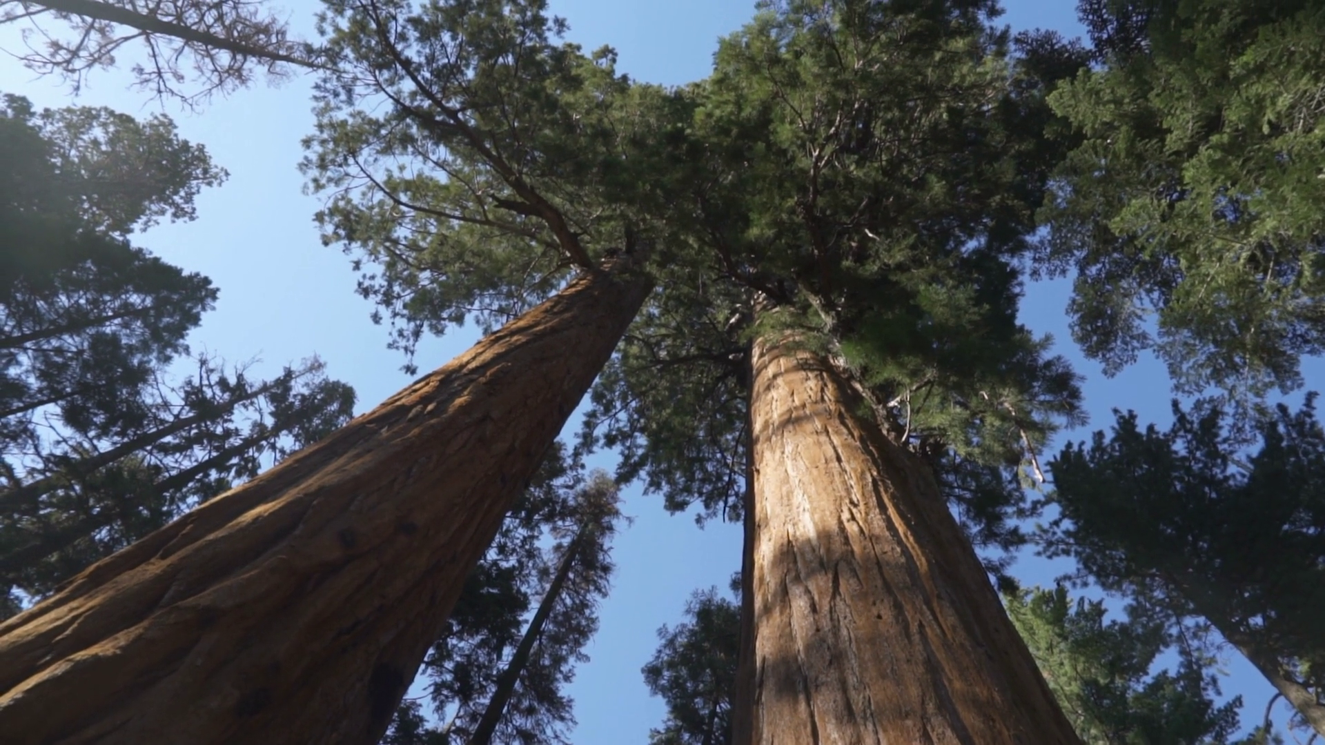 The General Sherman Colossal Giant Tree Stock Footage SBV-348529099 ...