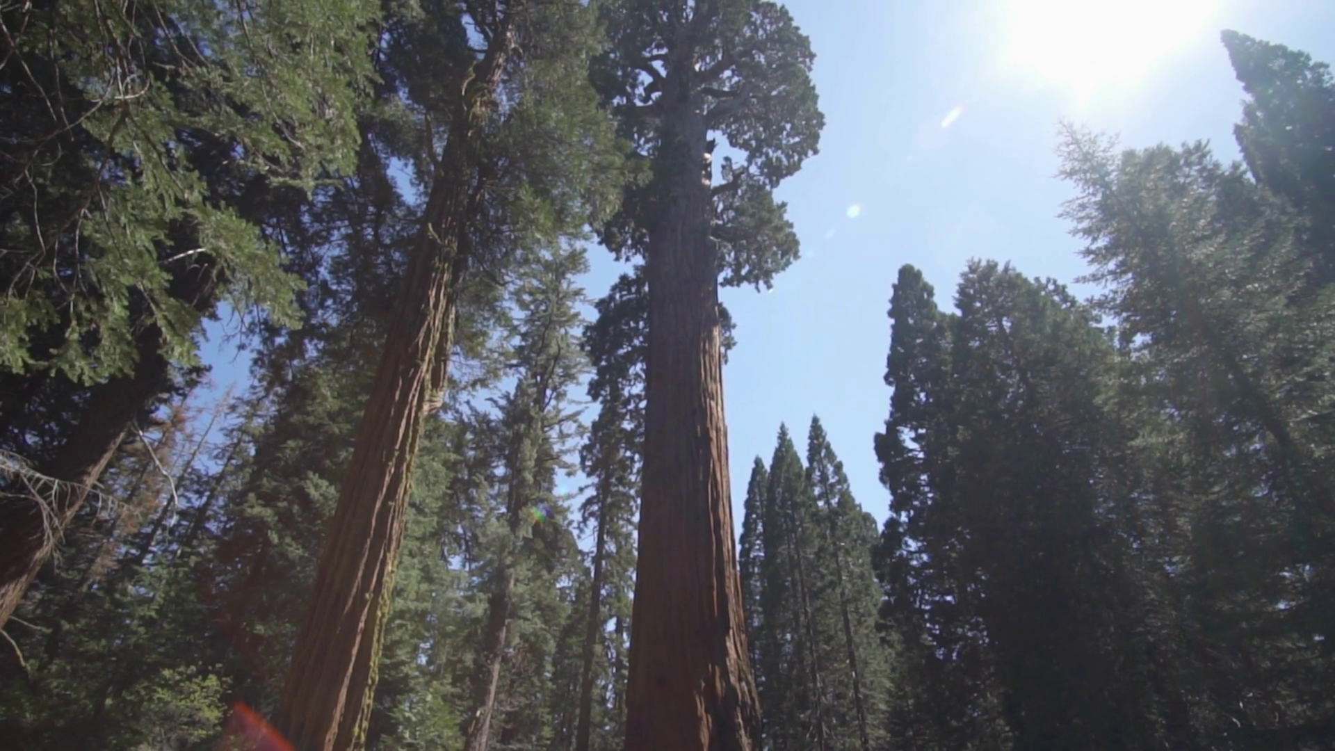 The General Sherman Colossal Giant Tree Stock Footage SBV-348529054 ...