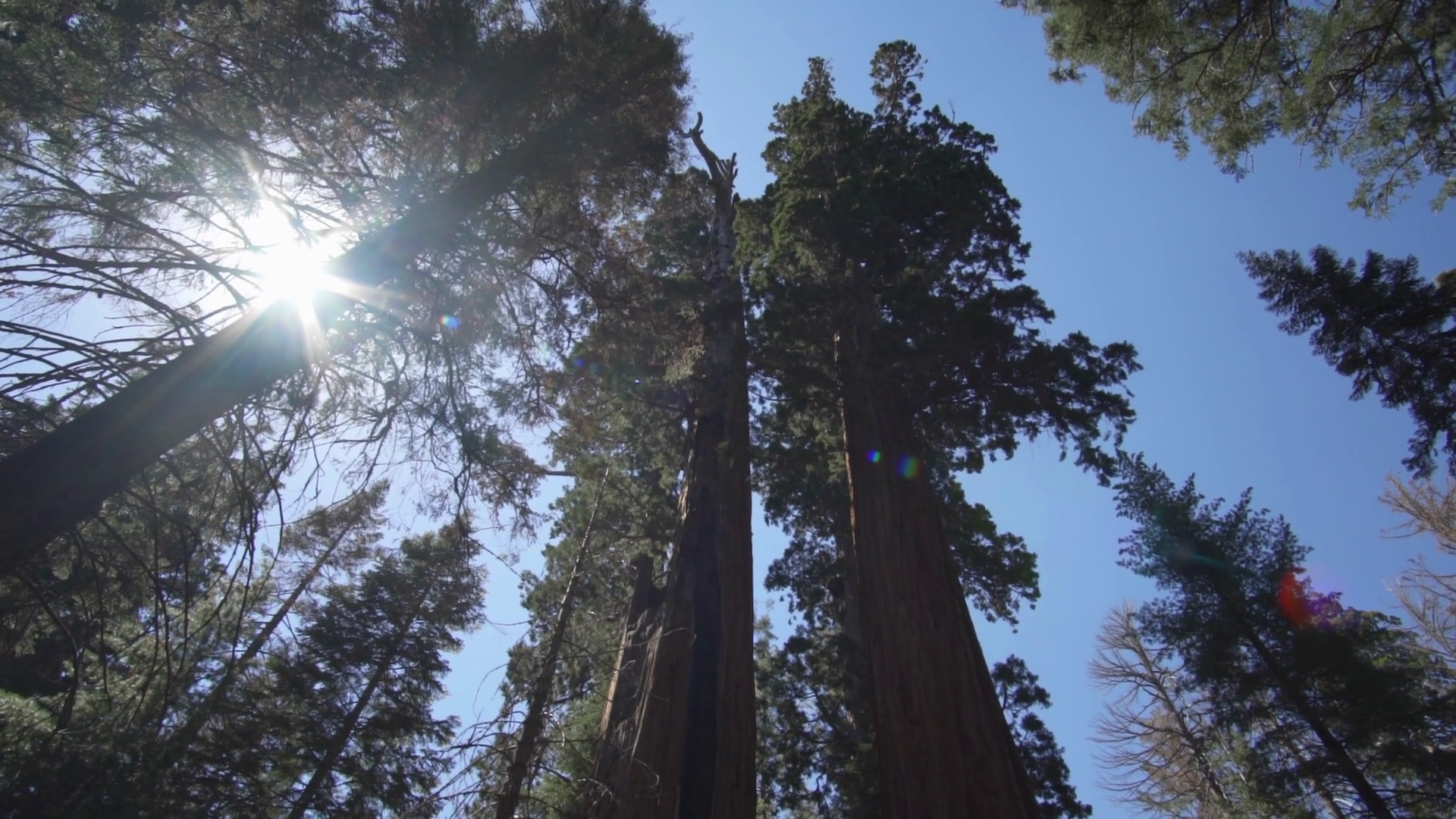 The General Sherman Colossal Giant Tree Stock Footage SBV-348529070 ...