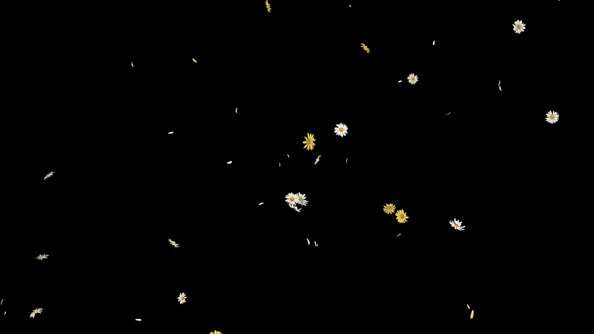 A Seamless Looping Animation Of Daisy Petals Stock Motion Graphics SBV ...